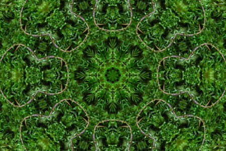 Green Moss Tile Patternの写真素材