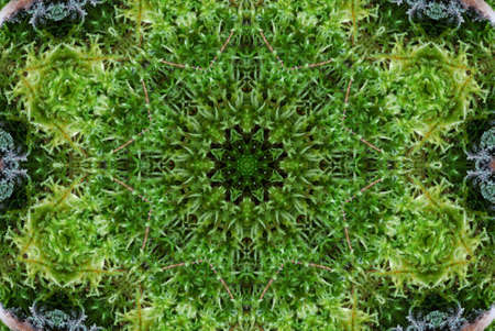Green Moss Tile Patternの写真素材