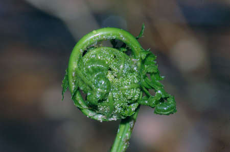Young sprouts of fern and horse-tail early in spring