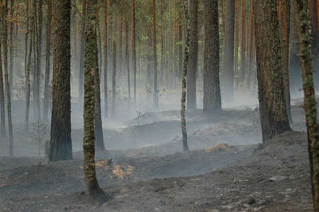 Smoke from a fire in the wood on coast of lake Deep, near to Vyborg. Russian Federation.の写真素材