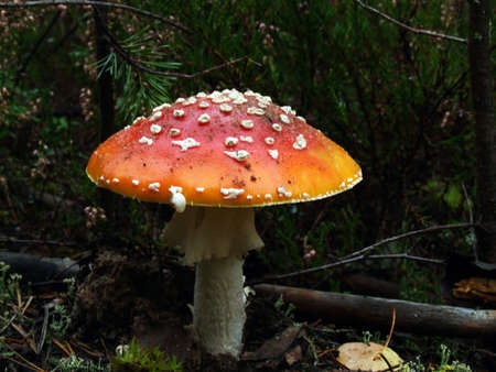 Red fly agaric close-up shotの写真素材