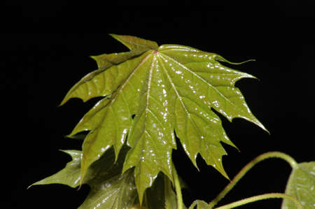 Young maple-leaf on a black background, macroの写真素材
