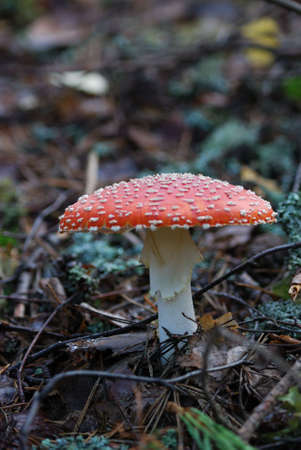 Red fly agaric close-up shotの写真素材