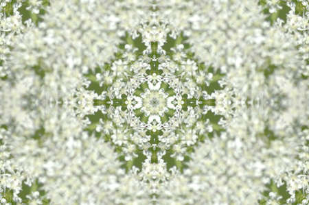 Kaleidoscope from little white flowersの写真素材