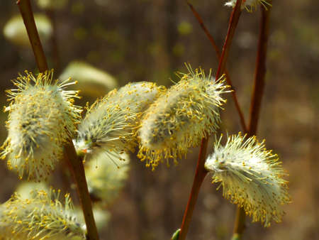 blossoming out buds of tree in spring