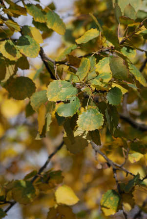 yellow autumn foliage