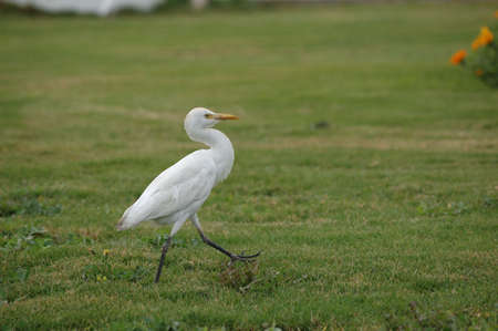 THE EGYPTIAN HERON (Bubulcus ibis)の写真素材