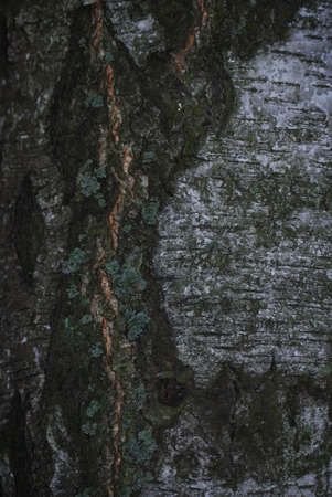 Natural bark of birch useful for backgroundの写真素材