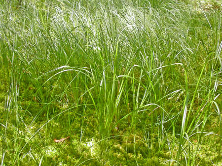  high green grass in-fieldの写真素材