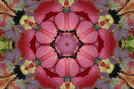 Original pattern textured with collage from leaves like flower Poinsettia (Christmas star or Winter rose).の写真素材