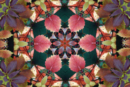 Original pattern textured with collage from leaves like flower Poinsettia (Christmas star or Winter rose).の写真素材