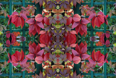 Original pattern textured with collage from leaves like flower Poinsettia (Christmas star or Winter rose).の写真素材