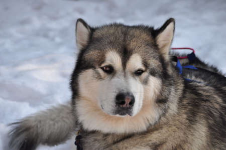 Husky, close-up portrait of a dog