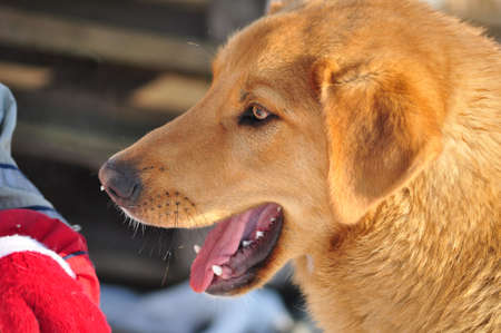 beautiful red dogの写真素材