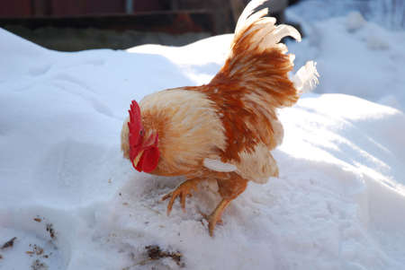 cock on snowの写真素材