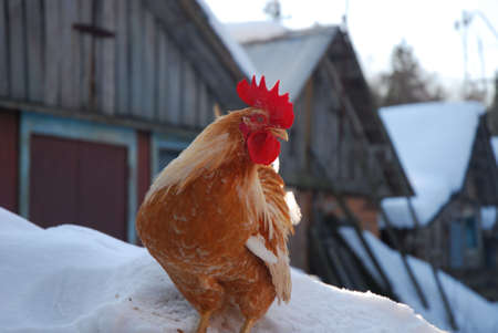 cock on snowの写真素材