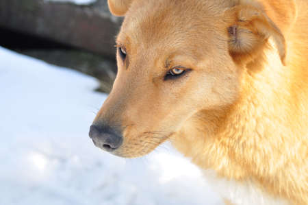 beautiful red dog