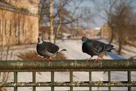 grey pigeonの写真素材