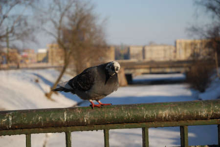grey pigeonの写真素材