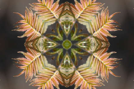 Abstract floral ornament ( seamless texture )の写真素材