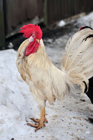 White cock head (close-up)の写真素材