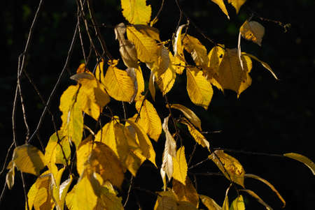 Autumn foliage, yellow leaves on the trees