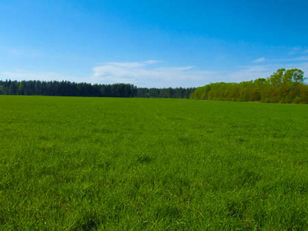 Summer landscape with green field