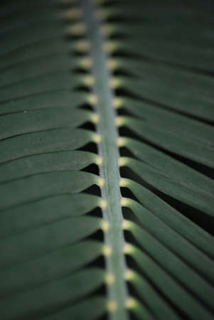 Fern in natural environment close-upsの写真素材