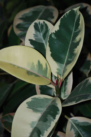 Green leaf of Dieffenbachia.の写真素材