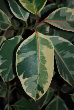 Green leaf of Dieffenbachia.の写真素材