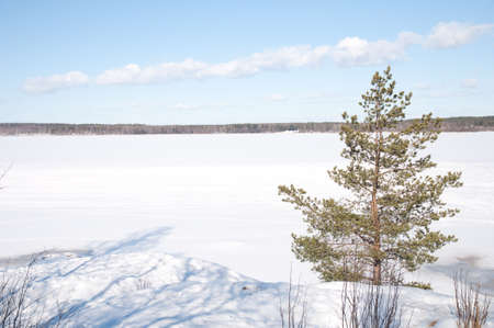 Xmas tree in the middle of snow-bound spaceの写真素材