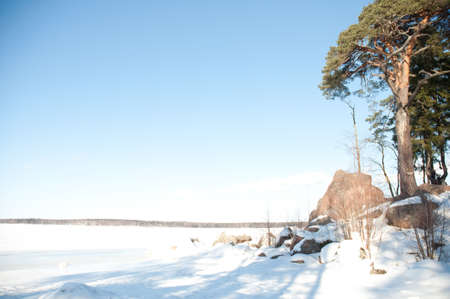 pine-tree on a background snow landscape and blue skyの写真素材