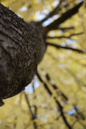 Autumn foliage, yellow leaves on the trees