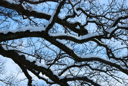 apexes of trees in winter on a background blue skyの写真素材