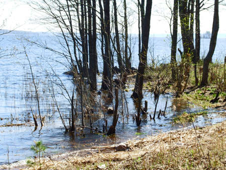 lake early in springの写真素材