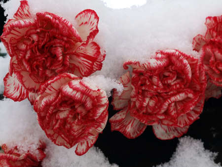 flowers on to snowの写真素材