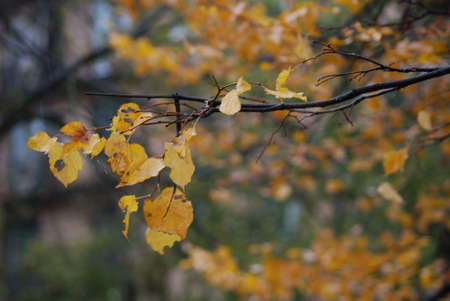 Autumn foliage, yellow leaves on the treesの写真素材
