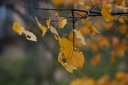Autumn foliage, yellow leaves on the trees