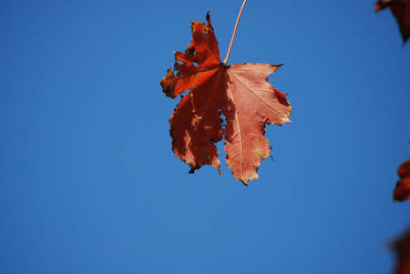 RED MAPLE LEAVES ON BACKGROUND OF BLUE SKY
