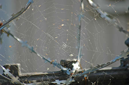 barbed wireの写真素材