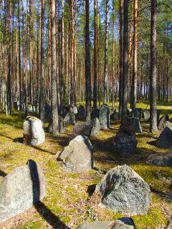 forest with enormous stoneの写真素材