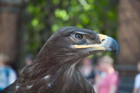 eagle