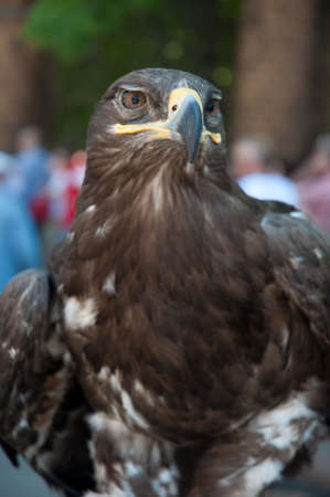 eagle