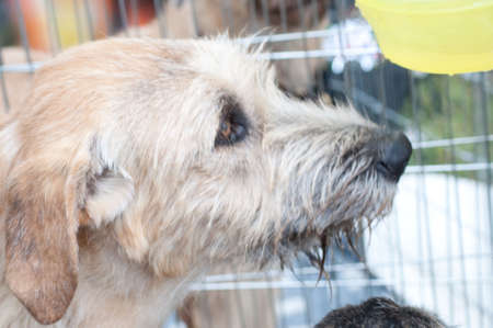 A beautiful Irish Wolfhound dog head portrait with cute expression in the face 
