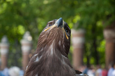 eagleの写真素材