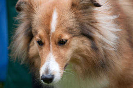 miniature a collieの写真素材