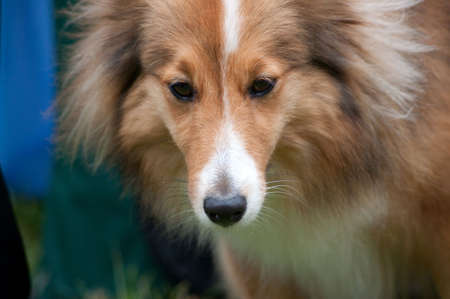 miniature a collieの写真素材