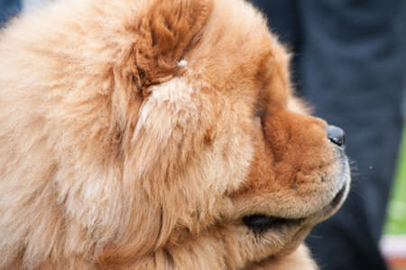 sharpeyの写真素材