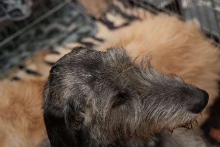 A beautiful Irish Wolfhound dog head portrait with cute expression in the face 