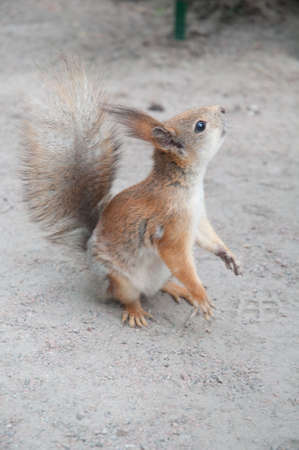 squirrel